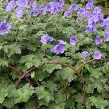 Check spelling or type a new query. Leander Plant Supports