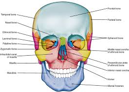 Paranasal sinuses have four different pairs: 26 Osteology Of The Skull Pocket Dentistry