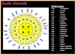 Protein yang sudah jadi akan diangkut ke seluruh tubuh dan dibawa oleh re. Soal Biologi Materi Genetika Jawabanku Id