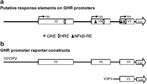 Run a search by name for anyone in denver, colorado & get free white pages information instantly. Human Growth Hormone Receptor Ghr Expression In Obesity Ii Regulation Of The Human Ghr Gene By Obesity Related Factors International Journal Of Obesity