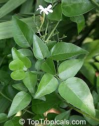 Image result for Jasminum fluminense