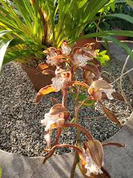 Image result for Cycnium recurvum