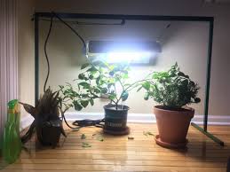 Without enough light the plant will not produce flowers, and therefore will not produce fruit. Meyer Lemon Tree Losing It S Leaves Inside Under Grow Light