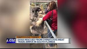 Established in 2019 is a new rescue, but our team has years of experience working in all capacities with other nonprofit animal rescues. Big Dog Ranch Rescue Team Flies To China Rescues 37 Dogs From Dog Meat Trade
