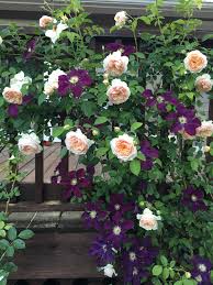 Check spelling or type a new query. Rose Ginger Syllabub With Clematis Warsaw Nike Rose Garden Design Clematis Cottage Garden Plants