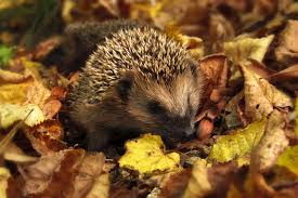 This is article about 1 reizend igel im garten füttern inspirierend rating: Igel Futtern Oder Nicht Was Fressen Igel