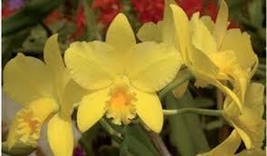 Image result for Disperis virginalis