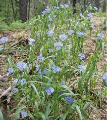 Image result for Commelina