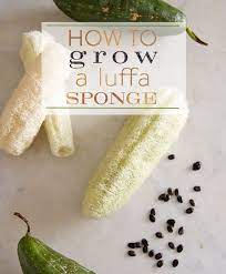 The Ultimate Guide To Growing Luffa Gourds Luffa Garden Vines Diy Garden Projects