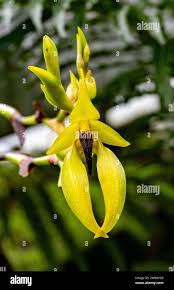 Image result for Bulbophyllum comatum