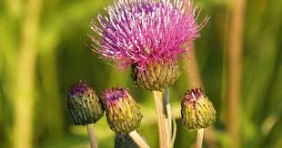 Epingle Sur Maladies Et Nuisibles