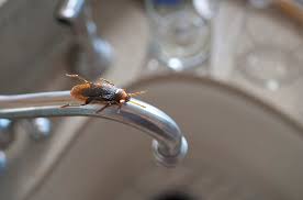 Learn vocabulary, terms and more with flashcards, games why control pests? What A Pest Control Company In South Jordan Ut Can Do For Your Home Black Widow Pest Control Turf