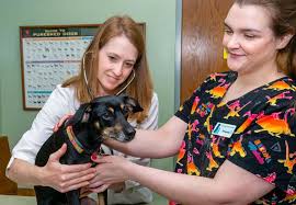 Companion animal hospital offers pet wellness exams, vaccinations, spay & neuter, microchipping, pet dental care, pet surgery, orthopedics, euthanasia, pet boarding and pet grooming in knoxville, fountain city, powell, corryton, halls, karns and the surrounding communities. Companion Animal Hospital L Veterinarian Knoxville Tn Fountain City Tn