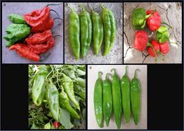 Jump to navigation jump to search. Varieties Of Chile Peppers Evaluated For Heat Level In The New Mexico Download Scientific Diagram
