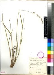 Image result for Urochloa marlothii