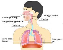 Proses inspirasi pernapasan perut, pada proses ini diafragma mengalami kontraksi sehingga menjadi datar. Alat Pernapasan Manusia Pengertian Organ Jenis Gangguan