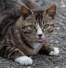 cat goddess nastya - pictures, memes and posts on JoyReactor