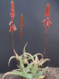 Image result for Aloe wildii