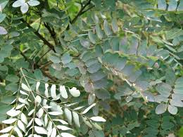 Image result for Brachystegia manga