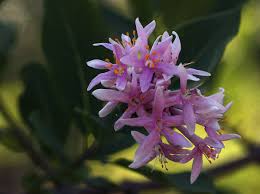 Image result for Dais cotinifolia