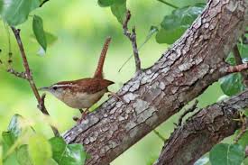 Bird Species - Tourism Windsor Essex Pelee Island