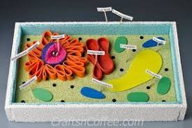 Science Fair How To Diy A 3 D Plant Cell Model Craftsncoffee Com Bitki Hucresi Bitki Hucre Modeli Hucre Modeli