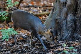 Do you have any info on muntjac deer like care, feeding, and legality because it is seemingly difficult to find it if i can get you the law can you decipher it. 10 Exotic Animals You Can Legally Own As Pets In Canada Cansumer