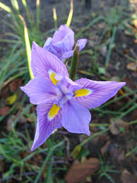 Image result for Polystachya