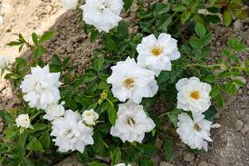 Генри Хадсон - Волжский Сад