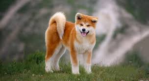 Der akita ist die größte aller japanischen rassen und wurde ursprünglich im 17. Akita Inu Eigenstandiger Und Ruhiger Jager I Wissenswertes Zur Hunderasse Auf Tierheim De