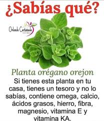 🌿 ¿Tienes orégano orejón en casa? Entonces tienes un tesoro verde que tal  vez no sabías que tenías 🍃💚 Esta planta medicinal no solo es aromática,  sino que es un súper alimento