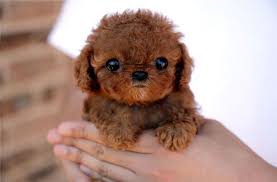 Mini Chien Chien Miniature Spitz Nain Chocolat Et Blanc Mini Chien 40 Petites Boules De Poils A Croquer Bebes Animaux Bebes Animaux Mignons Animaux
