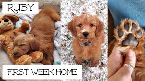 Maybe you would like to learn more about one of these? Goldendoodle Puppy 8 Weeks Old Youtube