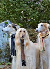 The ultimate borzoi breed guide. Afghan Borzois Afghan Hound Dog Lovers Animal Photo