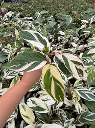 Image result for Maranta arundinacea