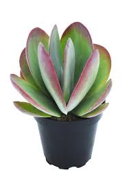 Kalanchoe flapjack, my favorite plant of our little plant fam! Kalanchoe Luciae Flapjacks Altman Plants