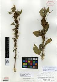 Image result for Cuscuta abyssinica