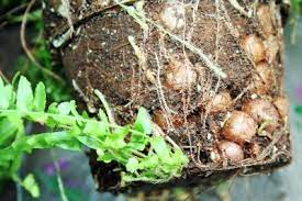 Are Balls On Boston Fern Roots Harmful Learn About Boston Fern Nodules