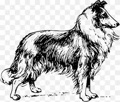 The shetland sheepdog, most commonly known as the sheltie, is one of the most obedient breeds. Scotch Collie Png Images Pngwing