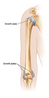 Image result for Growth Plate