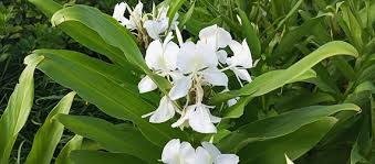 Image result for Helichrysum moggii