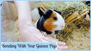 Nothing says love more than effort, don't you agree? How To Bond With Your Guinea Pigs Youtube