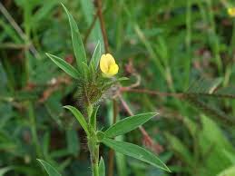 Image result for Stylosanthes guianensis