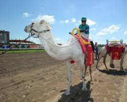 Hollywood casino at charles town races is a race track and casino just outside the eastern city limits of charles town, west virginia, owned by gaming and leisure properties and operated by penn national gaming. Extreme Race Day Canterbury Park