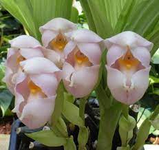 Baby in the cradle orchid anguloa uniflora orchid is one of the largest orchids at nearly 60cm in height. Amazing Botanical World Swaddled Baby Plant A Plant With Flowers Mimicking Babies In A Cradle