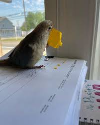 Tabitha Goodale (@tabithaballmusic) • Instagram photos and videos