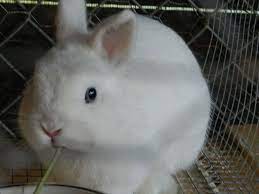Netherland Dwarf Rabbit Dwarf Rabbit Netherland Dwarf Rabbit