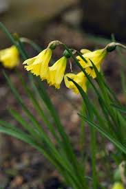 Top 10 Flowers For Christmas Backyard Flowers Garden Christmas Flowers Best Herbs To Grow