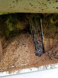 They offer organic pest control and carpenter ant control. Carpenter Ants And The Dangers They Present Accurate Pest Control Ny