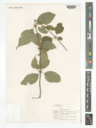 Image result for Rytigynia monantha